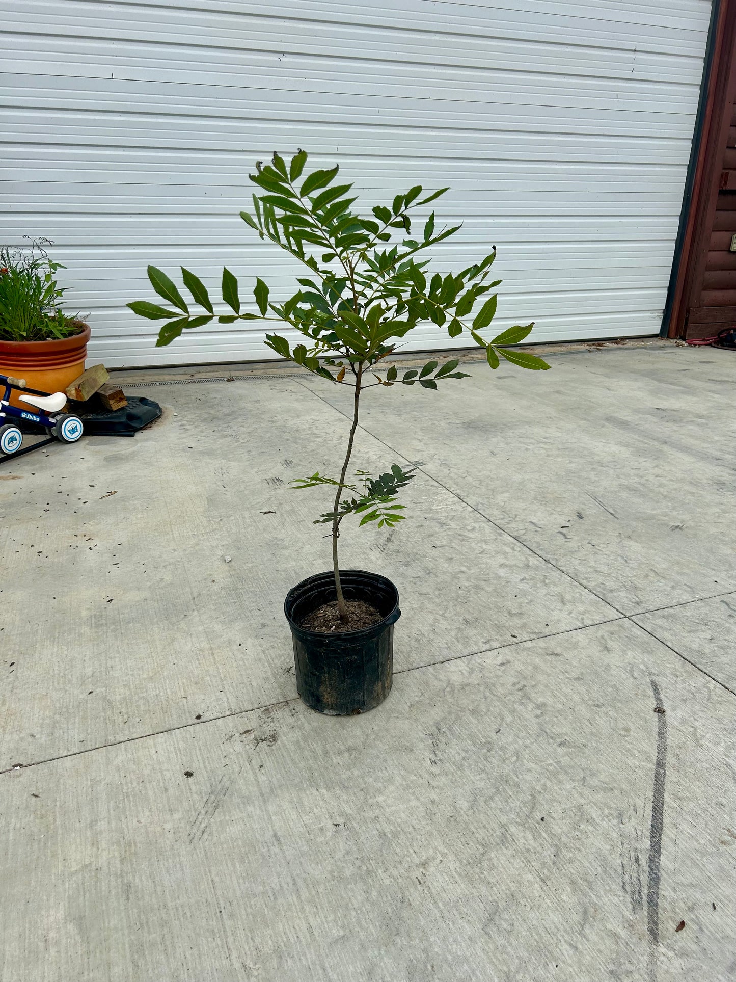 Hardy Pecan